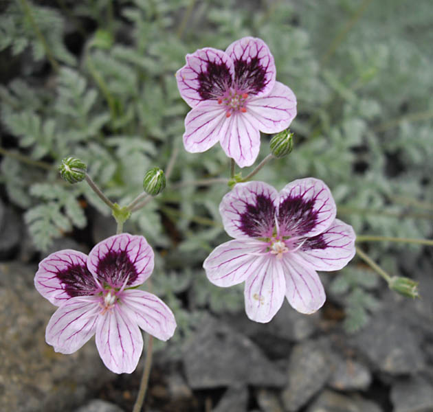 Erodium x kolbianum 'Natasha'  Erodium_x_kolbianum_%27Natasha%27_1