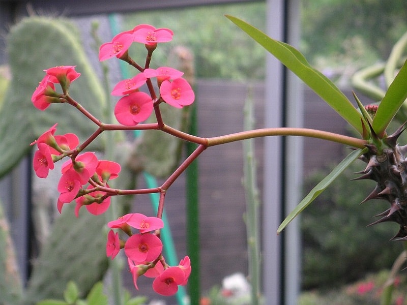 File:Euphorbia sp 01.jpg