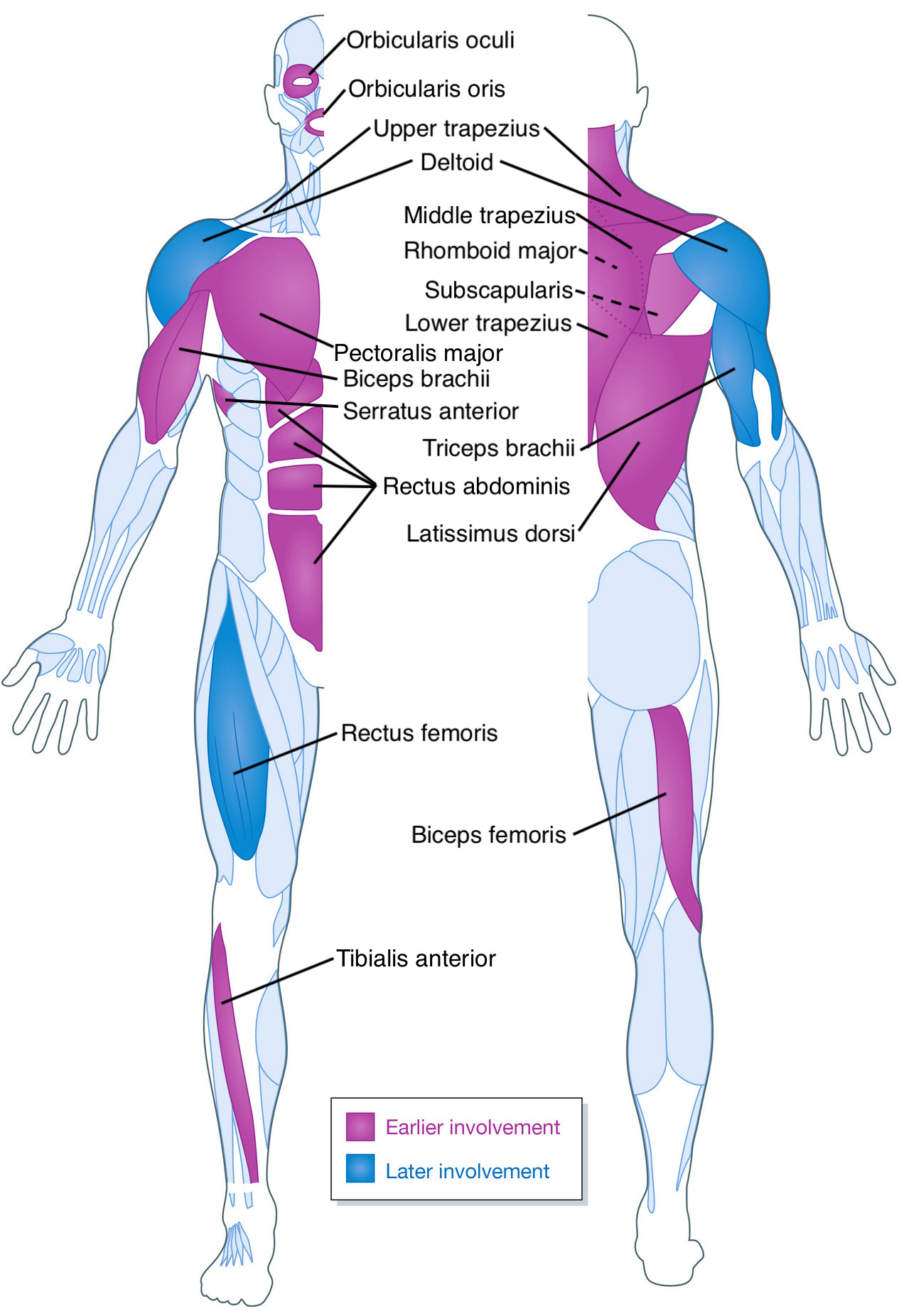 Human Biceps Triceps Vector & Photo (Free Trial)