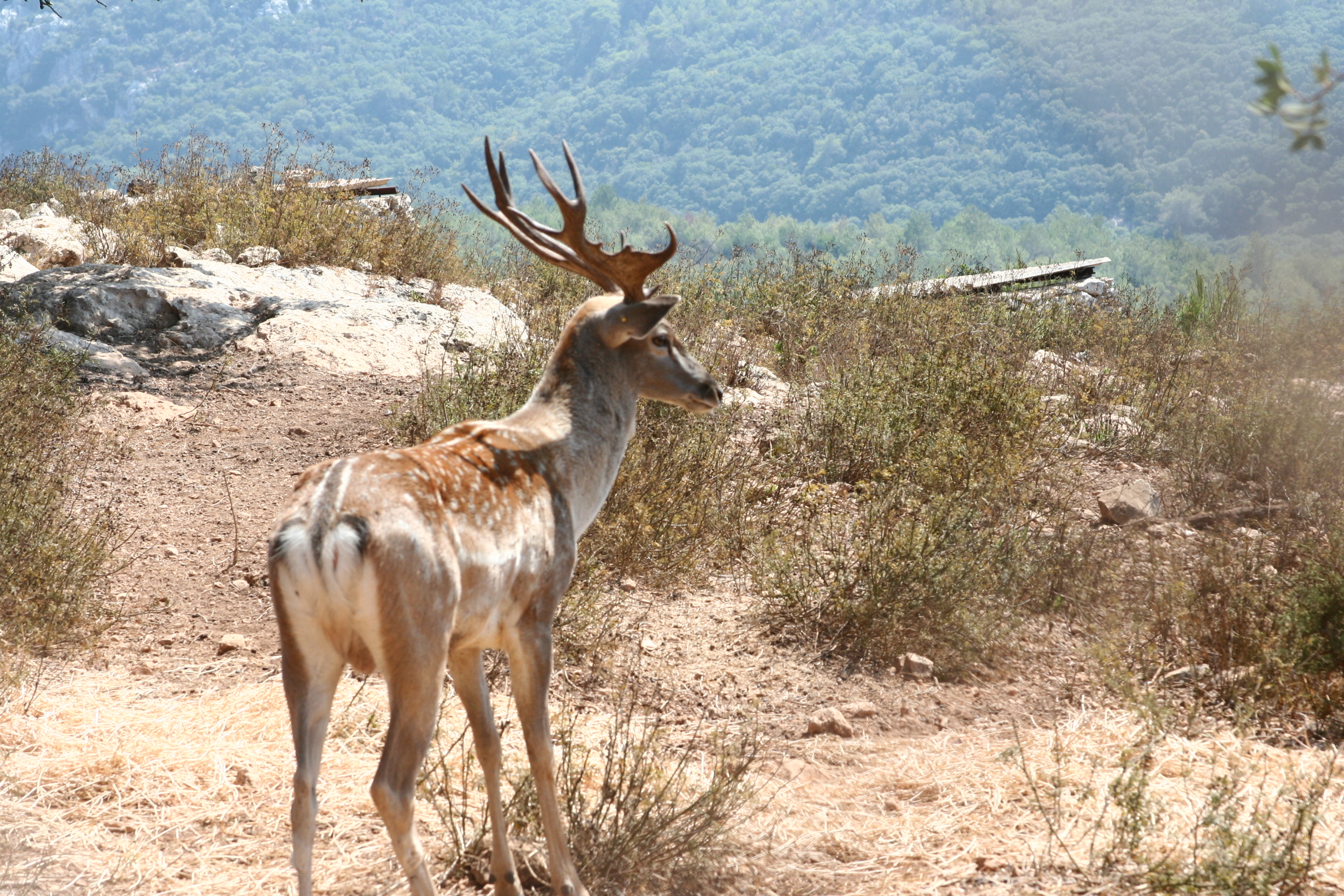 https://upload.wikimedia.org/wikipedia/commons/0/02/Fallow_deer_israel.JPG