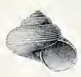 <i>Falsimargarita gemma</i> Species of sea snail