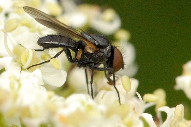 File:Fannia.lucidula.-.lindsey.jpg