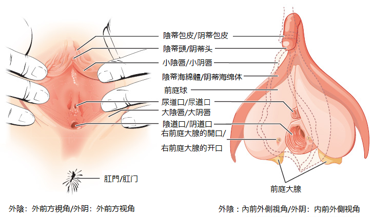 屄 維基百科 自由的百科全書