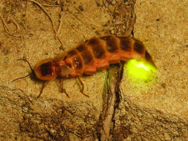 File:Firefly Nevit 02663 cr.jpg