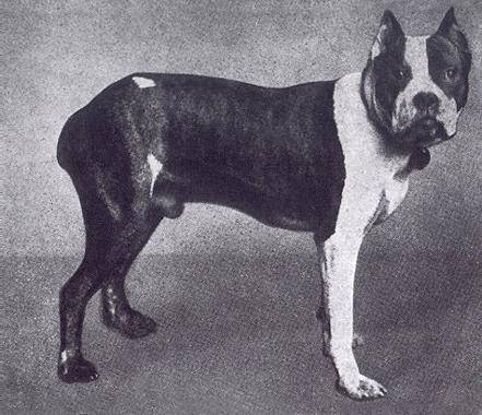 Boxer (dog breed) - Wikipedia