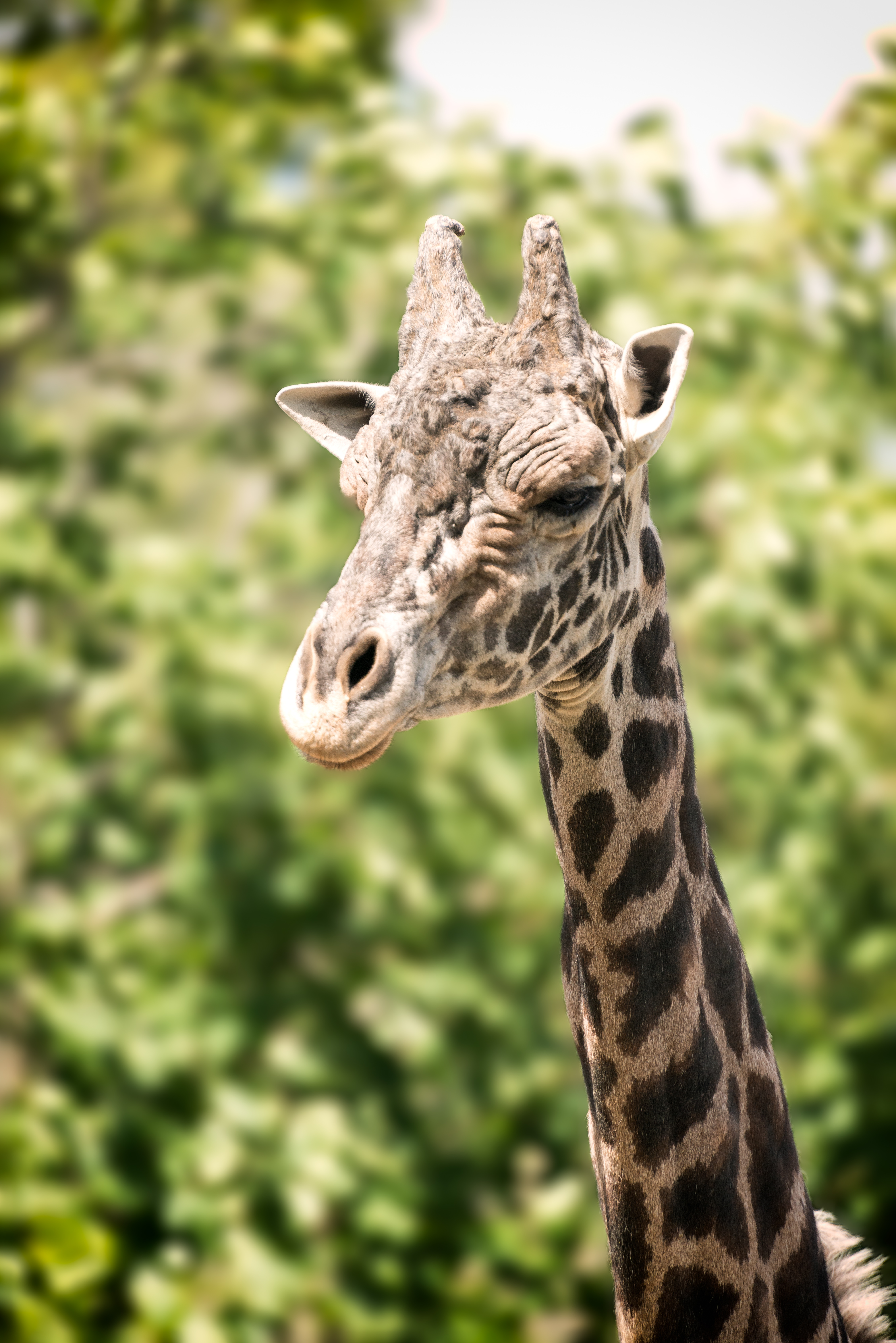 Giraffe Long Neck (18117911896).jpg