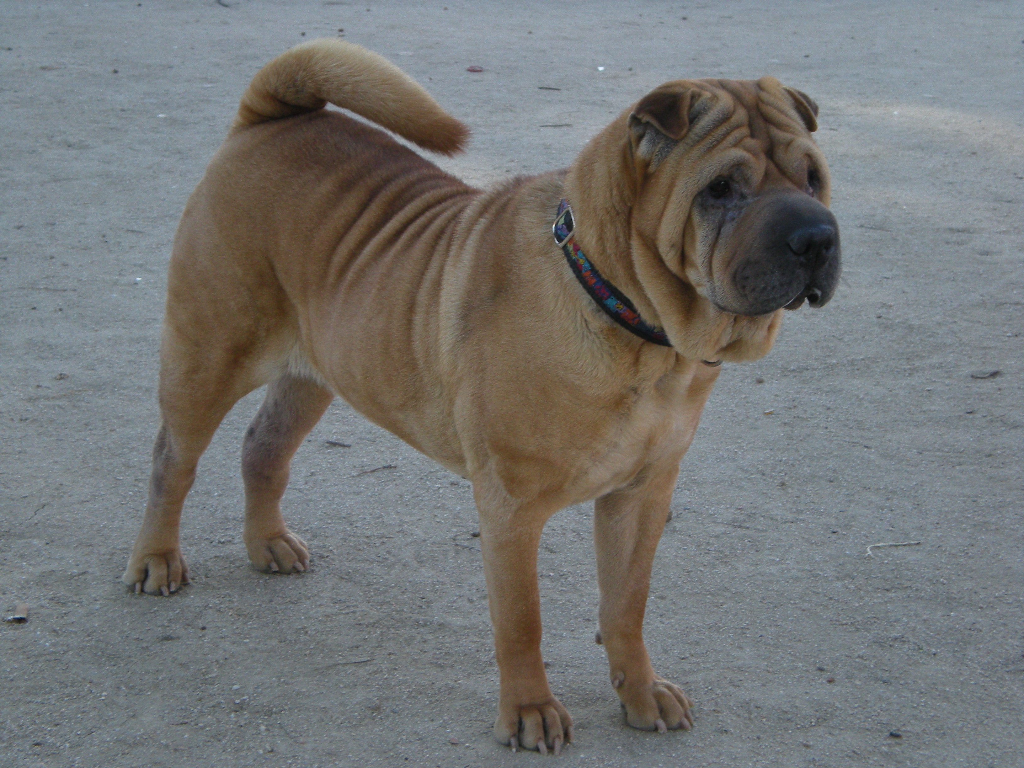 Shar Pei Wikipedia