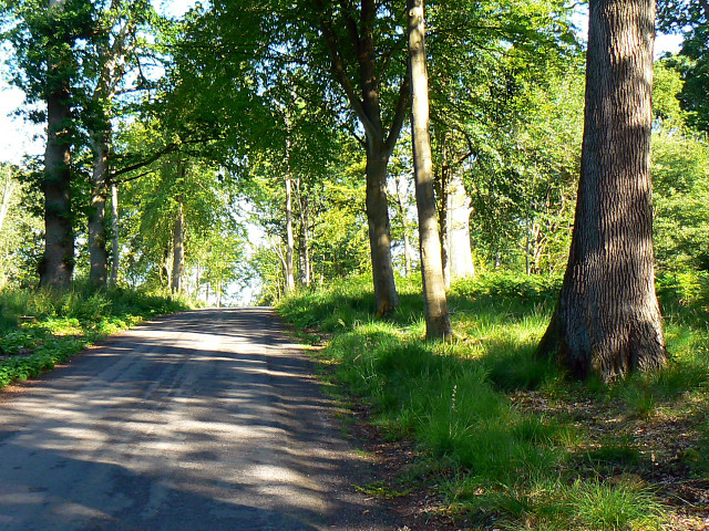 Grand Avenue, Savernake Forest - geograph.org.uk - 1369985