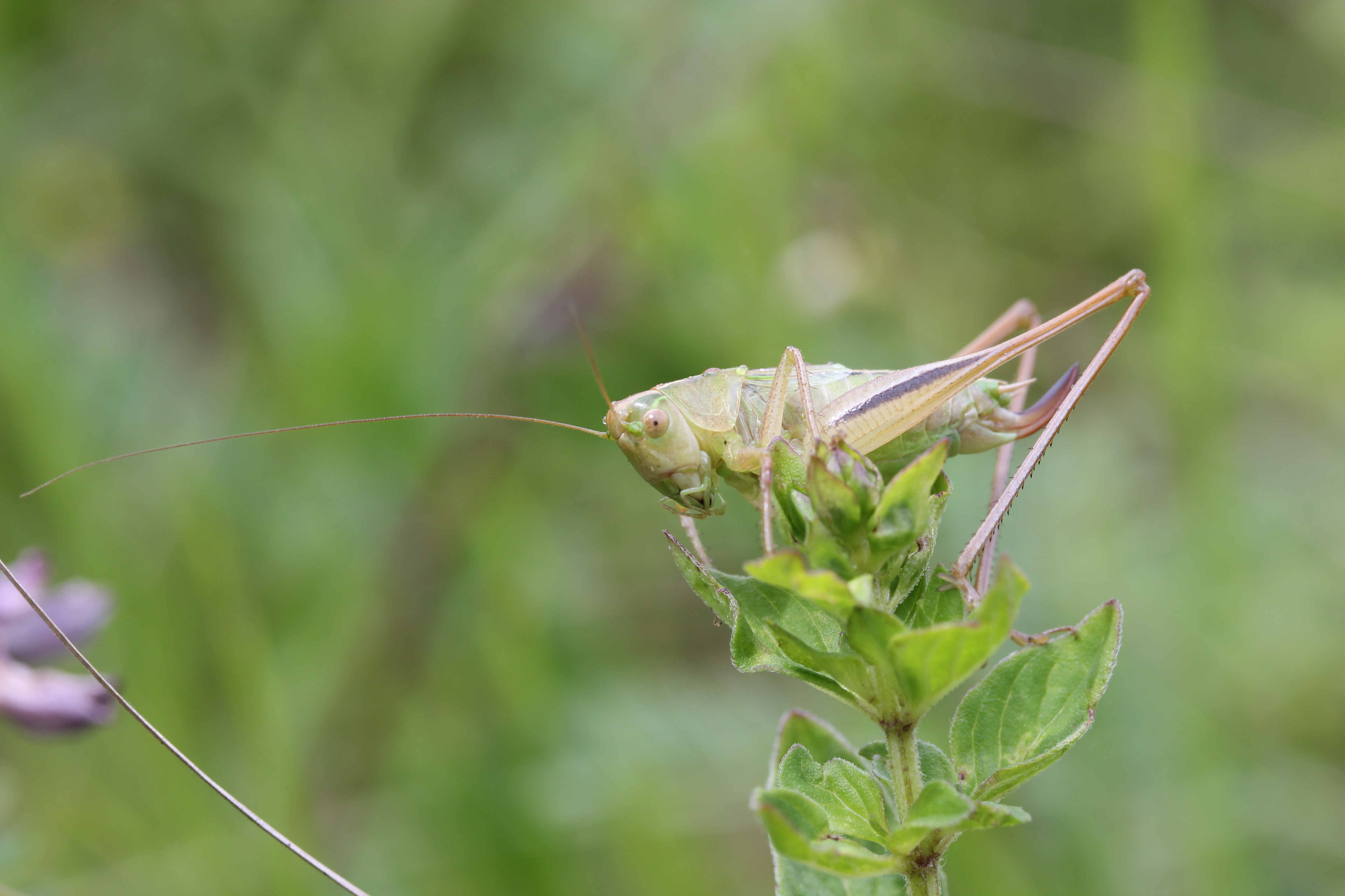 Grasshopper перевод узбекский