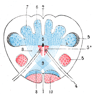 fasciculus gracilis from the neurons