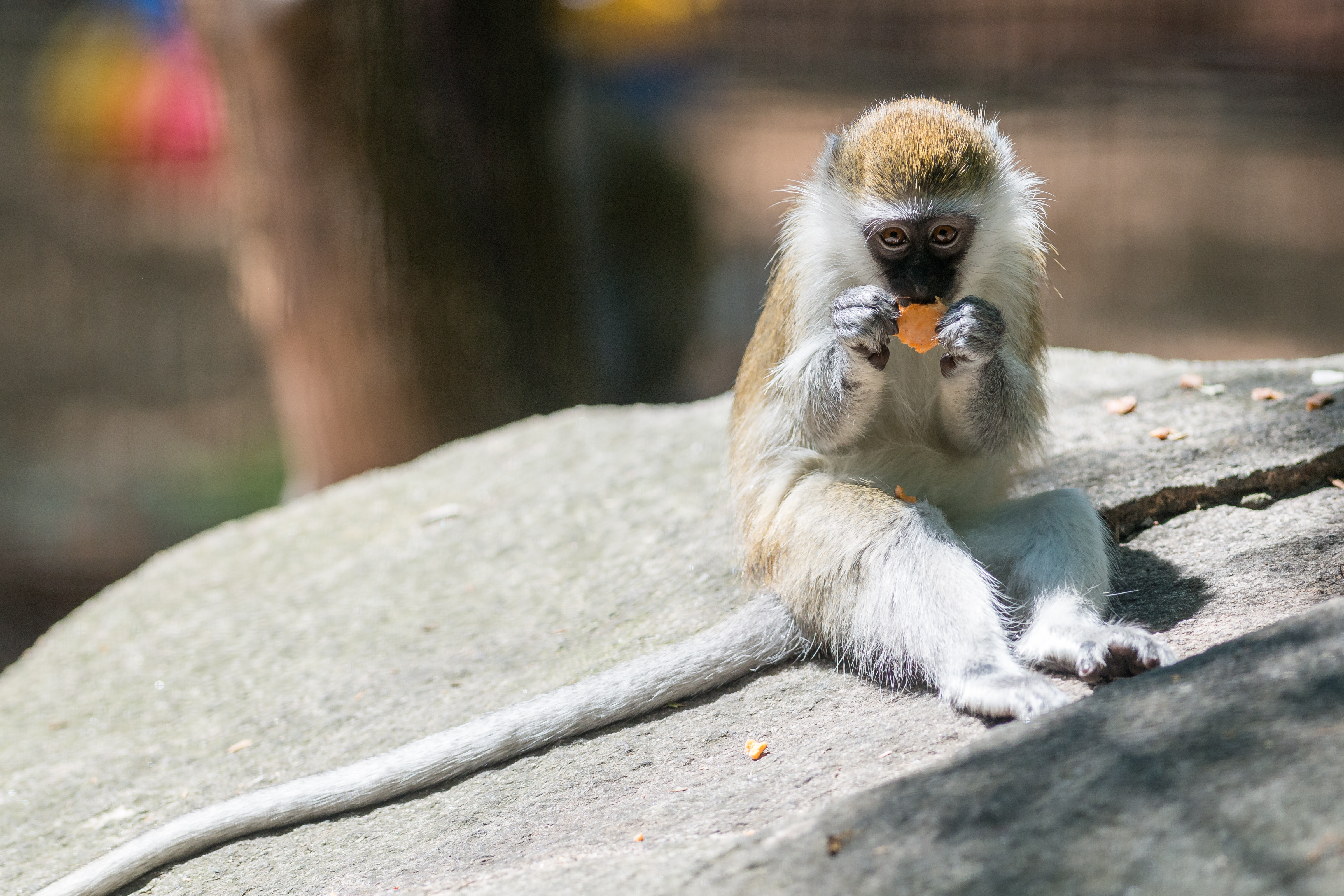 Grivet Monkey Eating on a Rock (19918817201).jpg