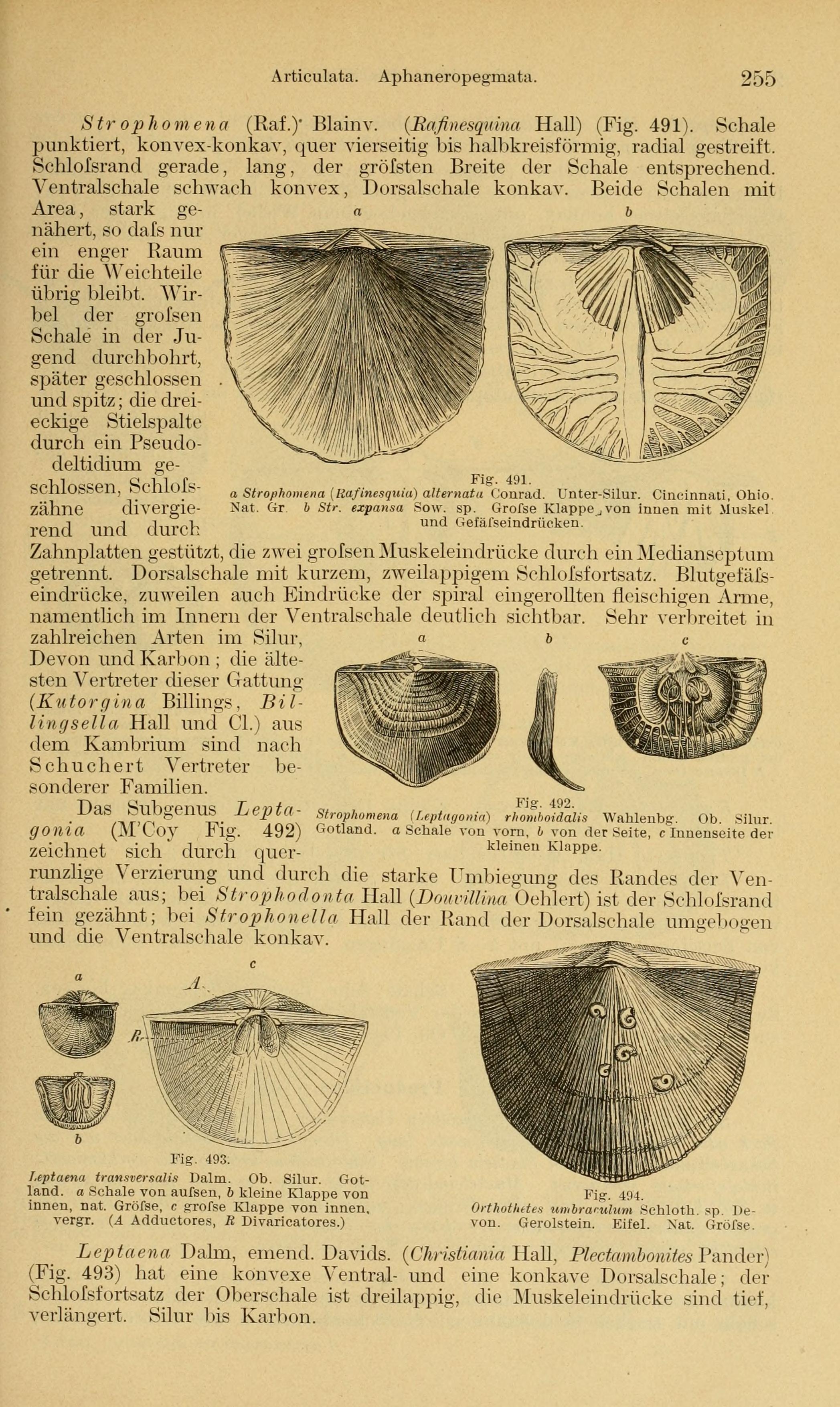 File:Grundzüge der Paläontologie (Page 255) BHL14393723.jpg - Wikimedia  Commons