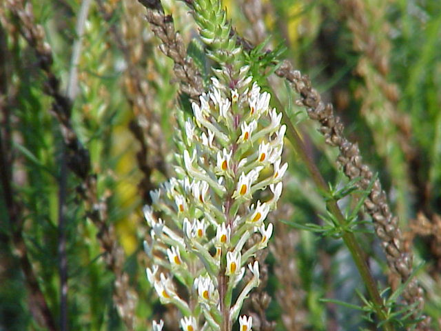 File:Hebenstreitia integrifolia0.jpg