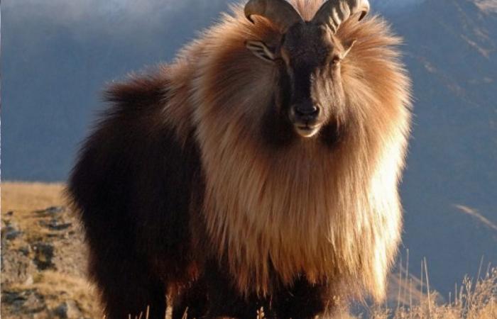 Himalayan tahr (Hemitragus jemlahicus) are seen in Kanchenjunga National Park