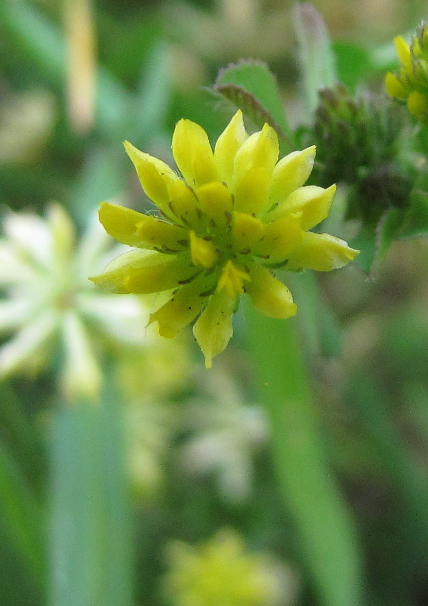 Hop Trefoil (Trifolium campestre) (5694172584).jpg