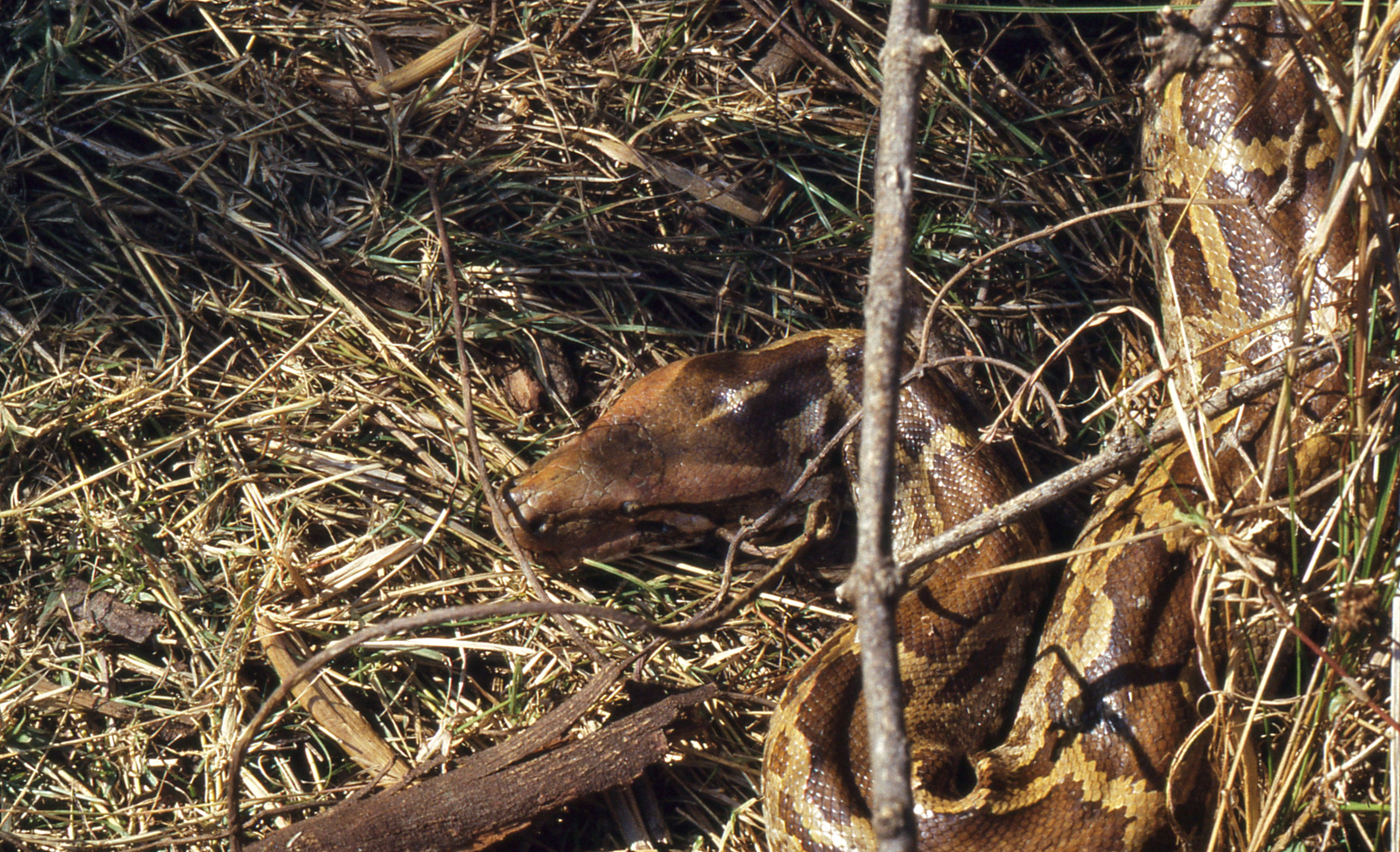 Indian Python (Python molurus) (20646333072).jpg