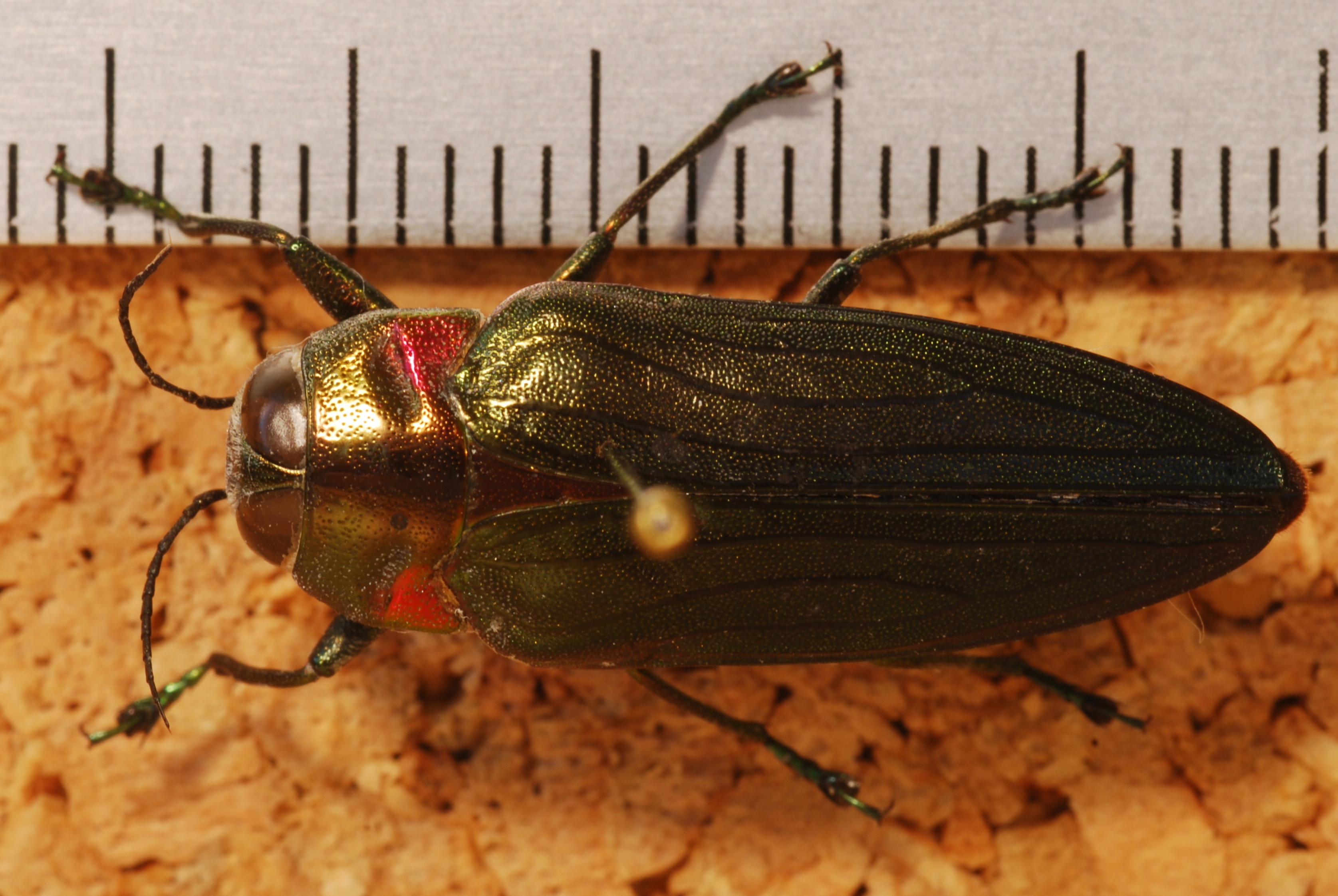 Jewel Beetle (Belionota prasina) (8274327715).jpg