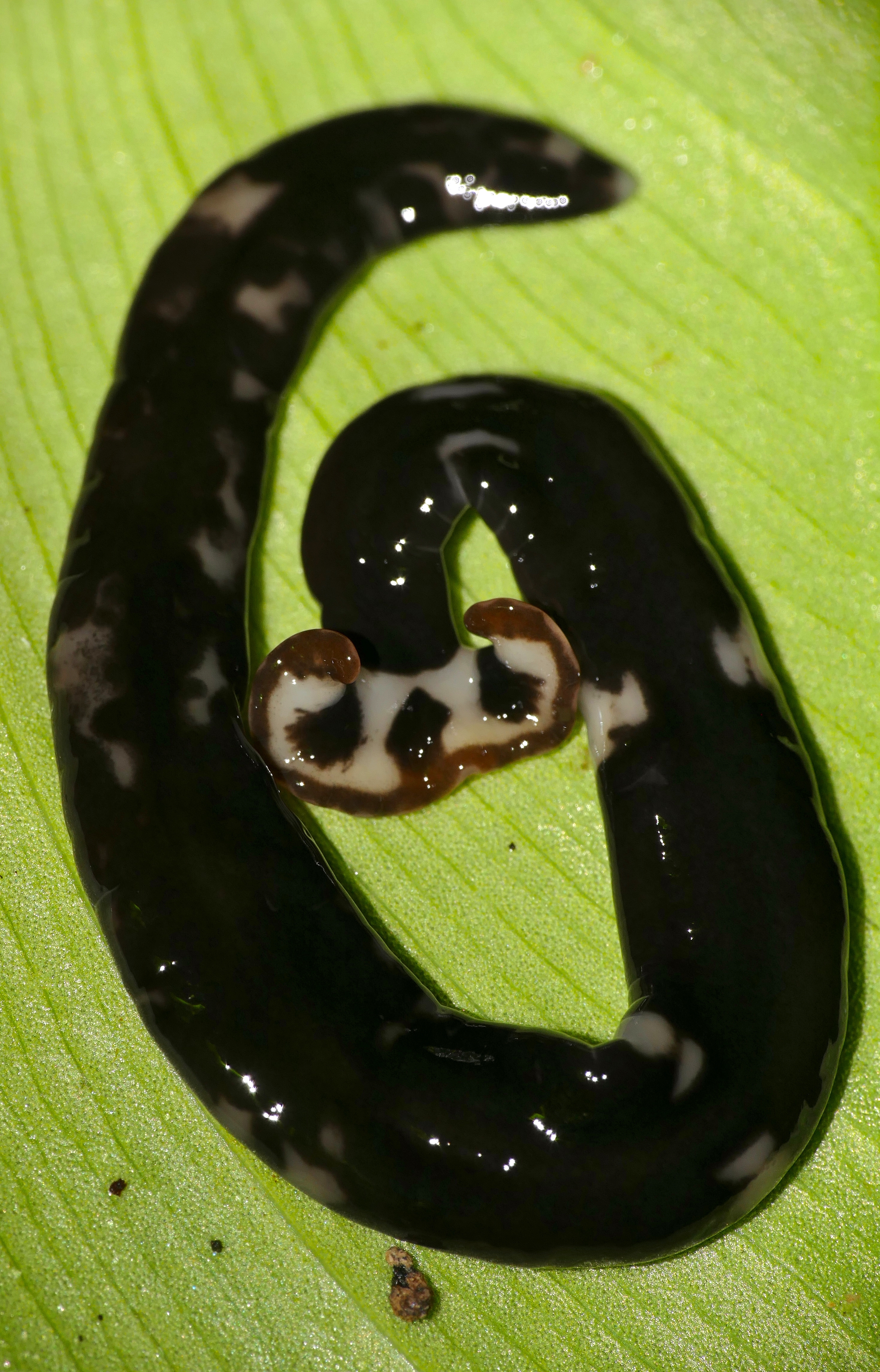 Land Planarian (Bipalium sp.) resting under a leaf ... (23198093821).jpg