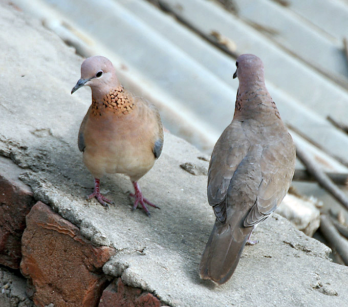 [Image: Laughing_Doves_I_IMG_9759.jpg]