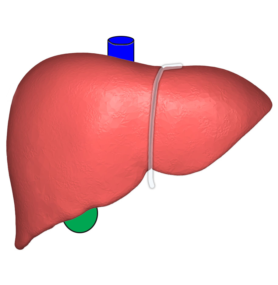 File:Liver Anterior View with Surrounding Structures.jpg - Wikimedia Commons