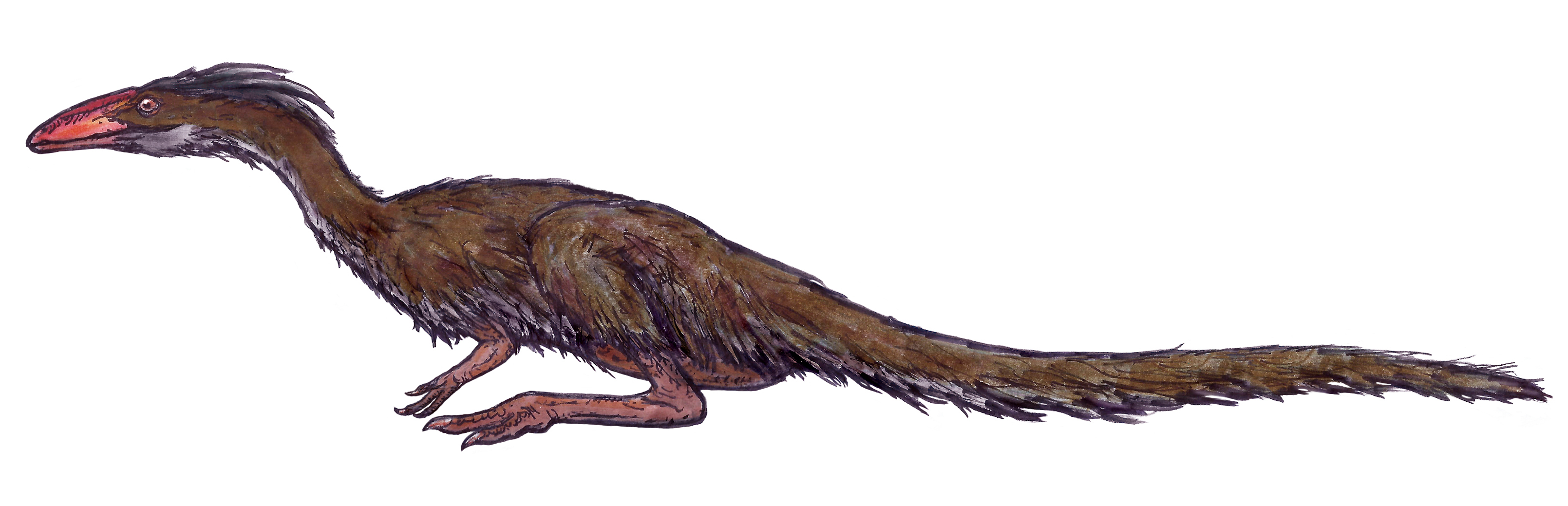 Lucianovenator restoration.jpg