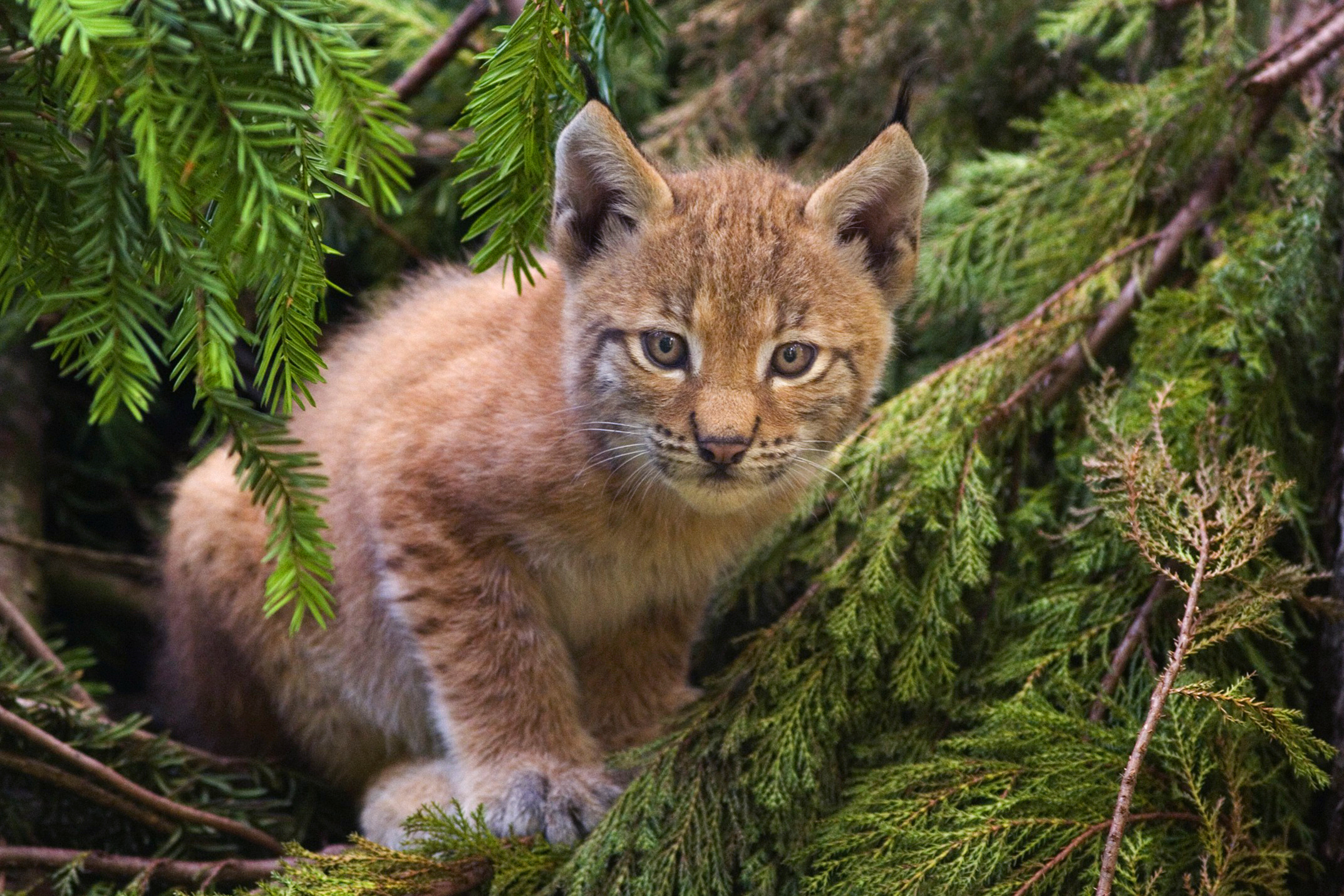 File Lynx Kitten Jpg Wikipedia