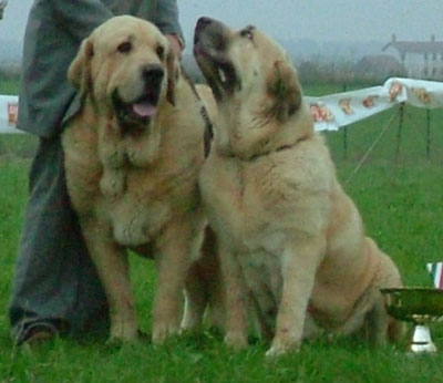 Spanish Mastiff - Dog Scanner