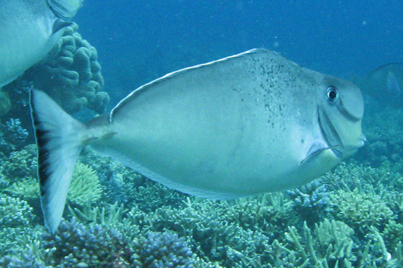 File:Naso tonganus AnneHoggett.jpg