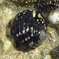 <i>Nerita</i> genus of molluscs