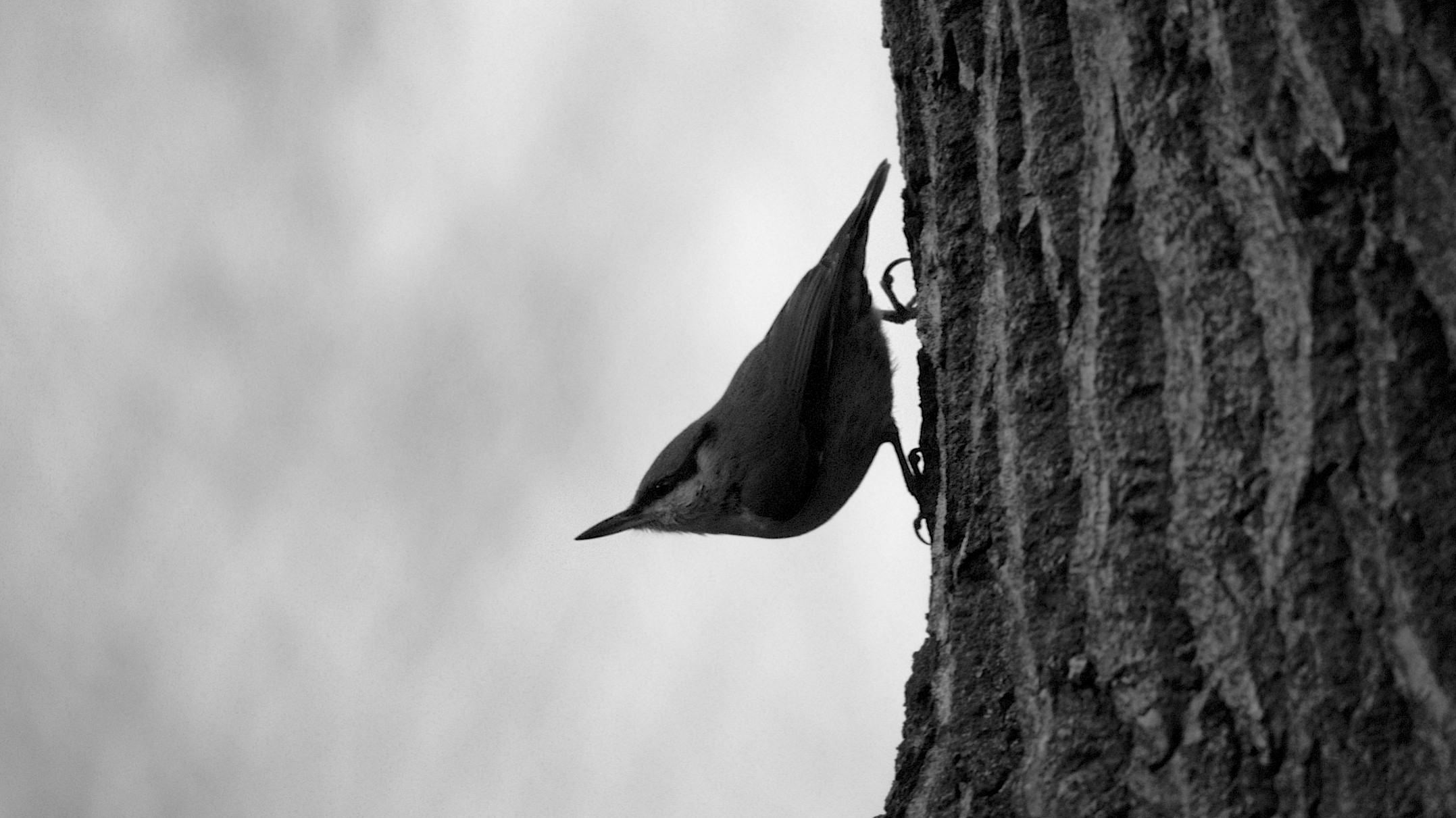 nuthatch silhouette