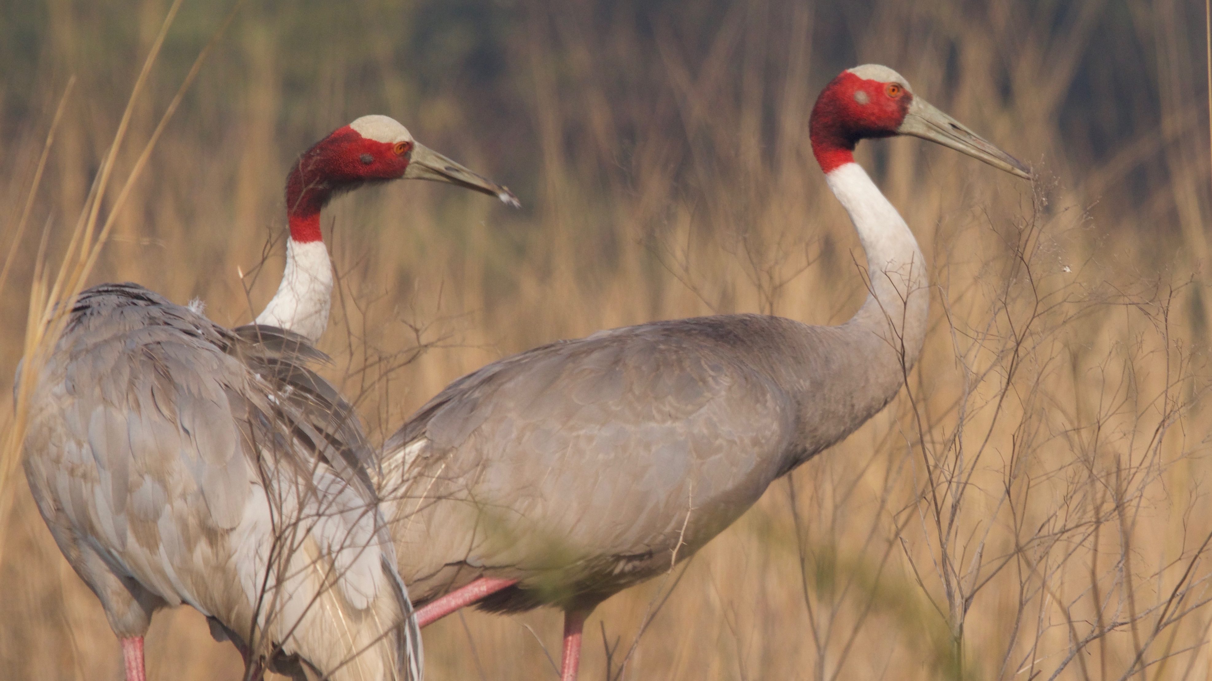 Sarus crane - Wikipedia