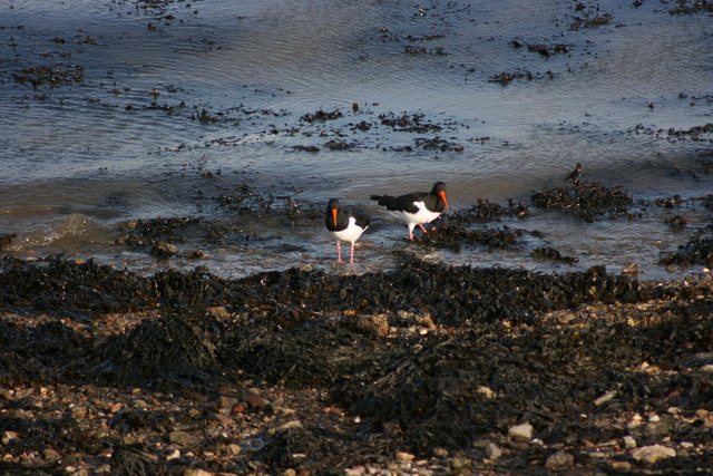 File:Oyster catchers in Clovelly Bay, Mount Batten. - geograph.org.uk - 1222198.jpg