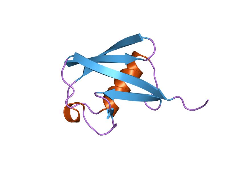 File:PDB 1ubq EBI.jpg