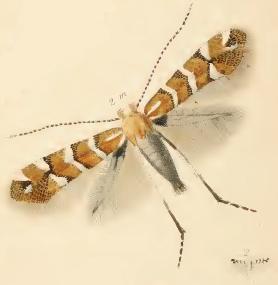 <i>Phyllonorycter scabiosella</i> species of insect