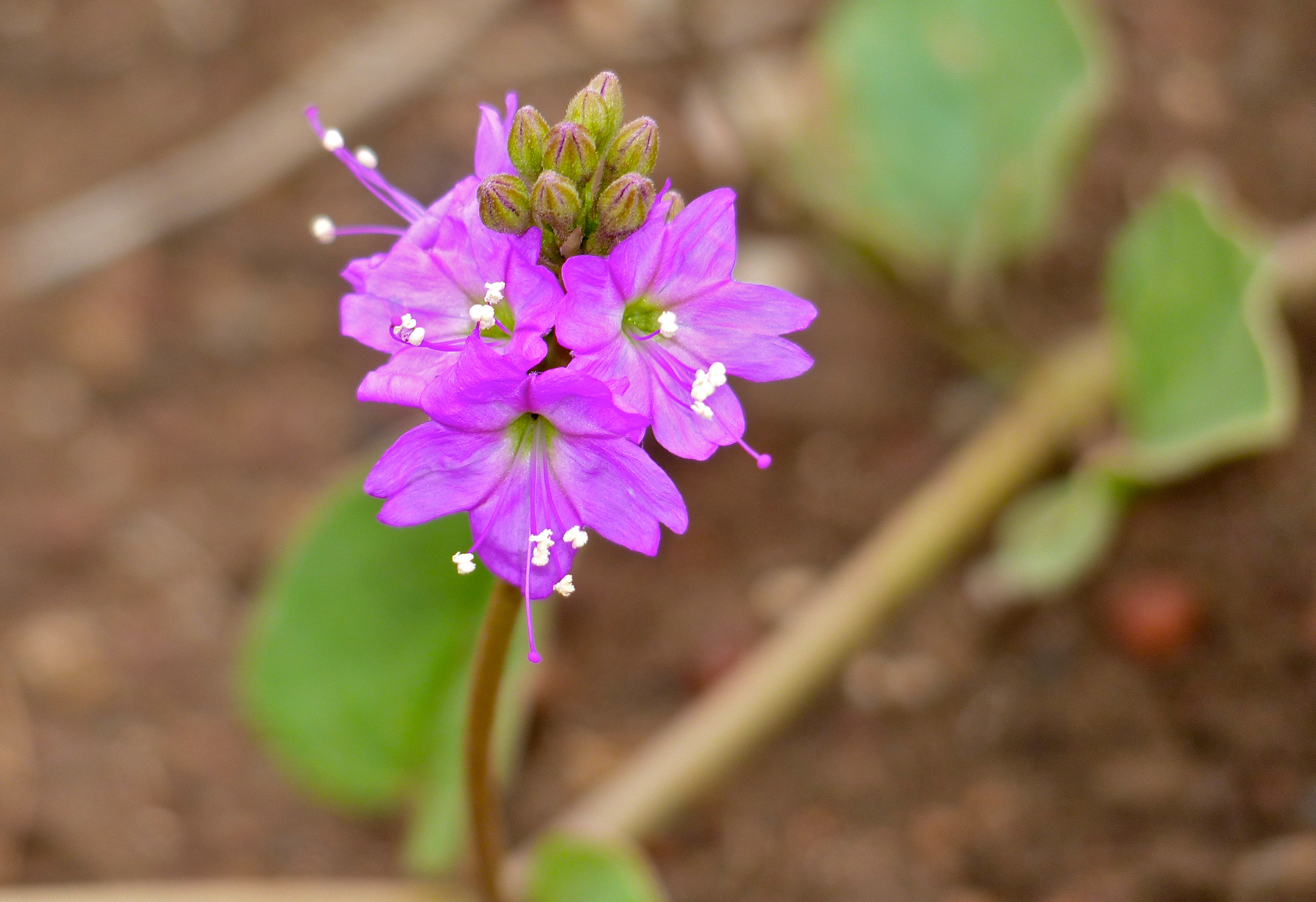 File:Pink flower (1).jpg - Wikimedia Commons