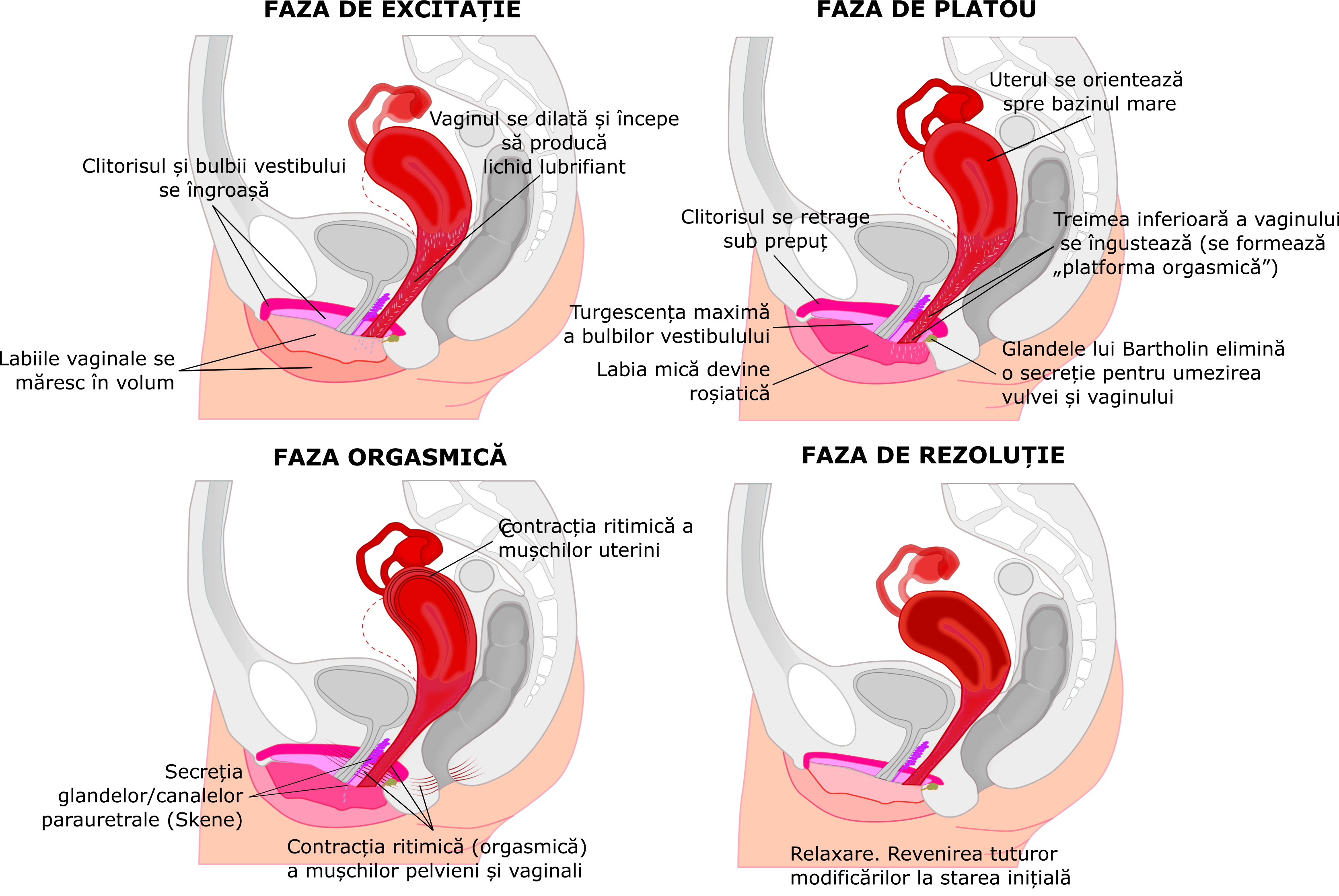 File:Răspunsul sexual feminin.Female Sexual Response ROM.png - Wikimedia Commons