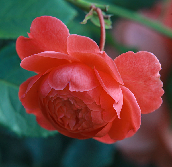 File:Rosa-'Summer-Song'.jpg - Wikipedia