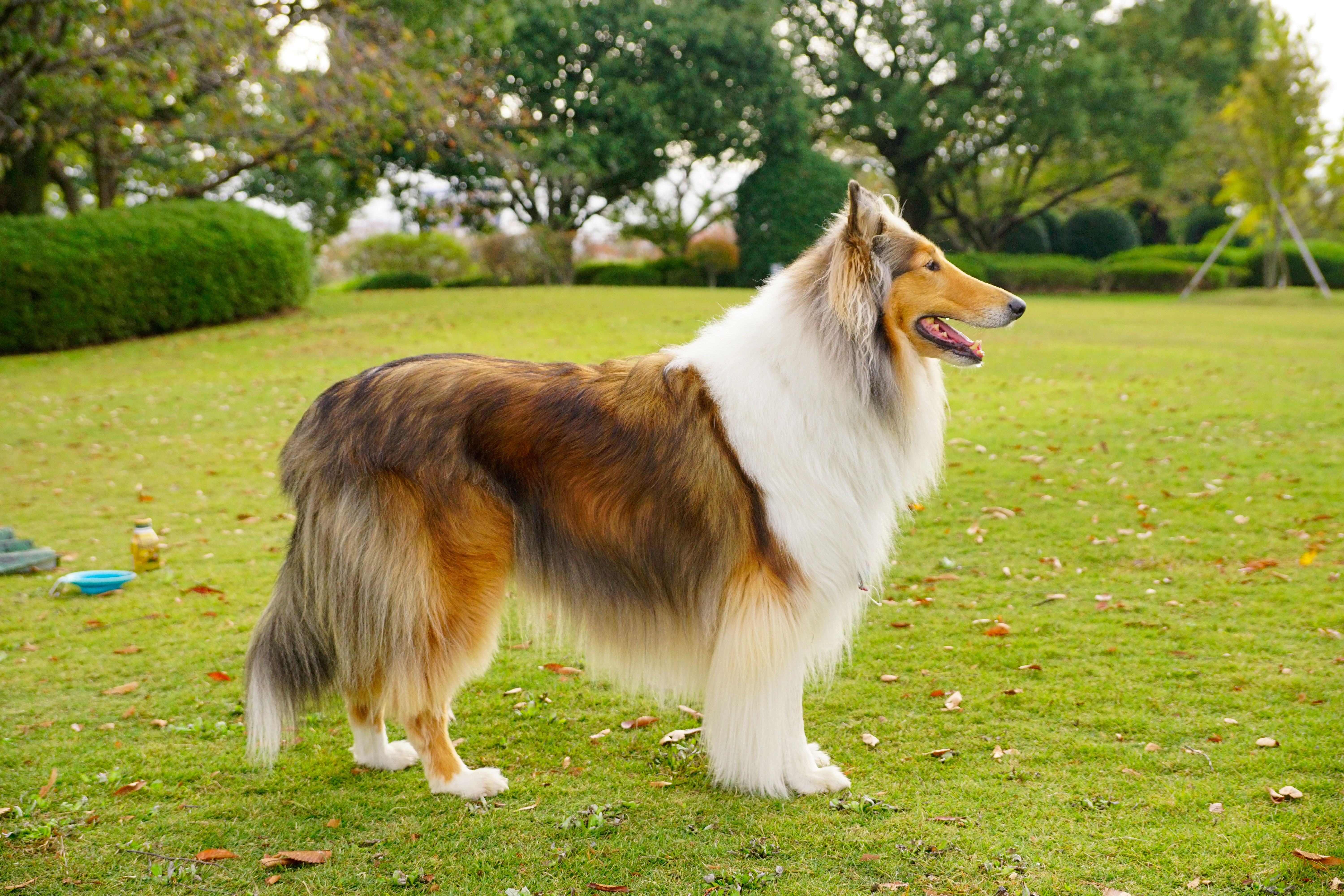 rough collie