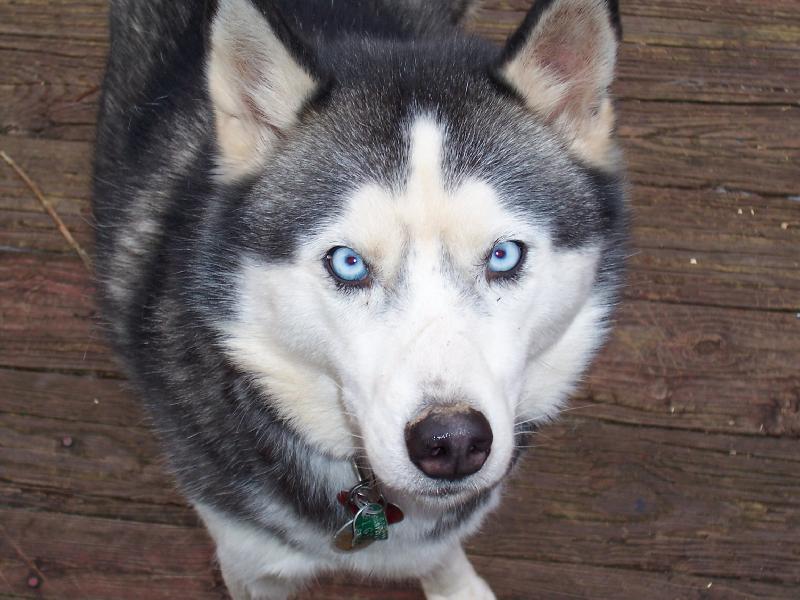 File:Siberian Husky blue-eyed.jpg