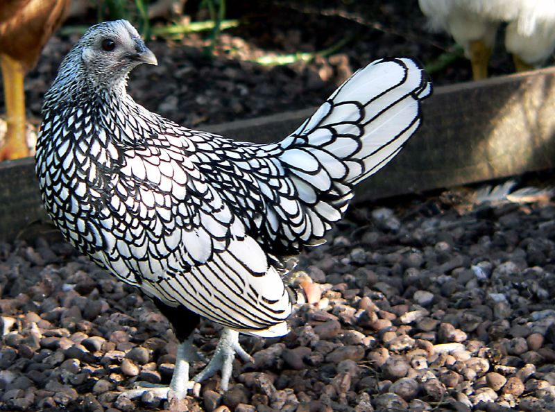 Silver_Sebright_hen.jpg