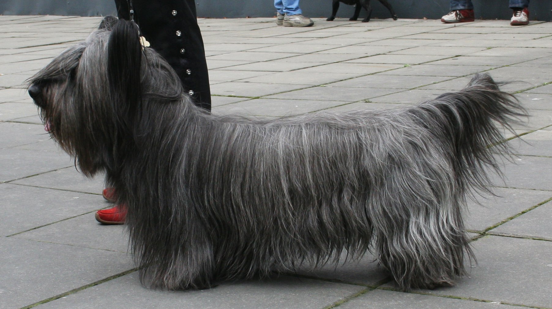 How Much To Feed A Skye Terrier Puppy?
