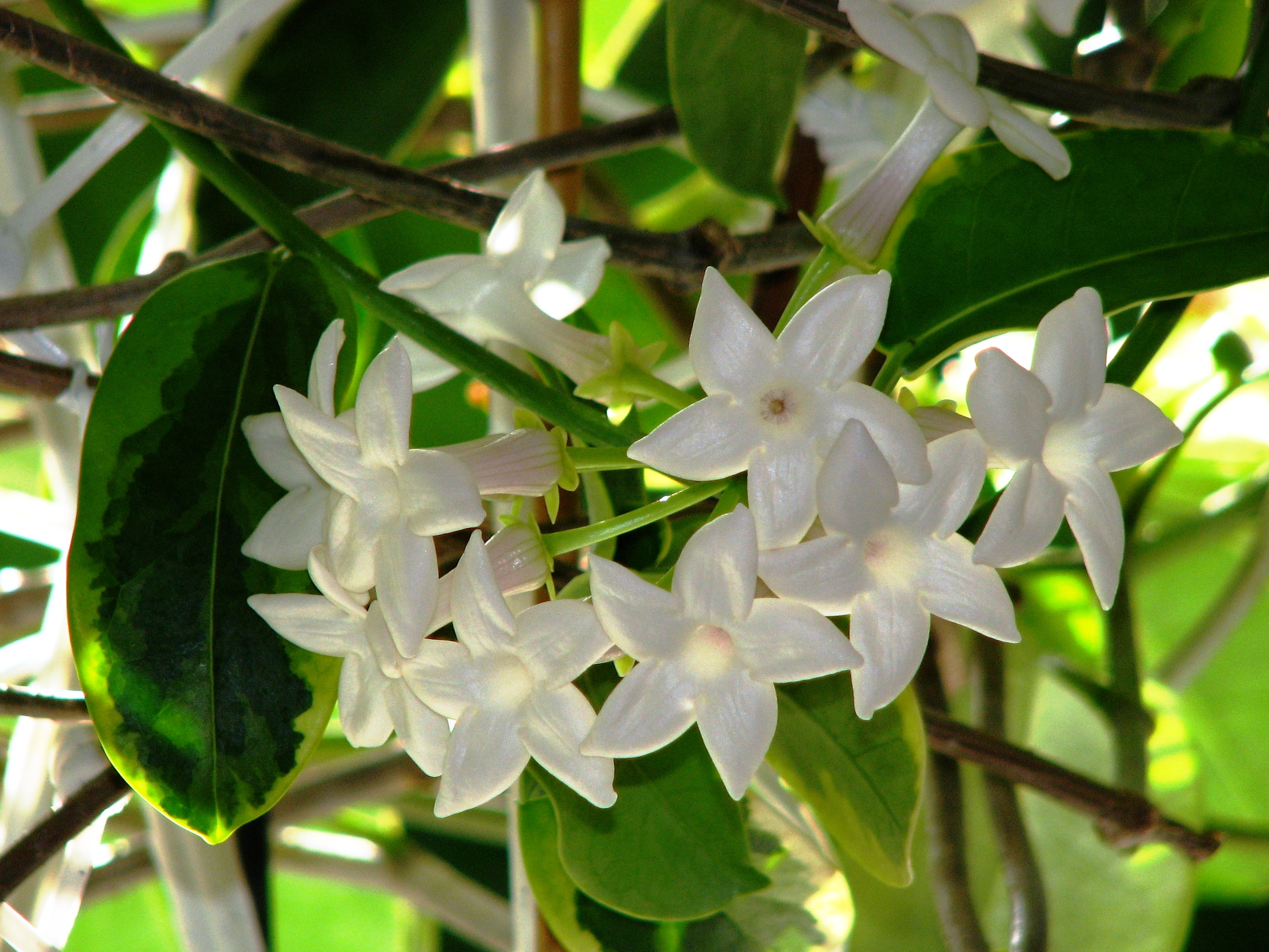 Стефанотис stephanotis