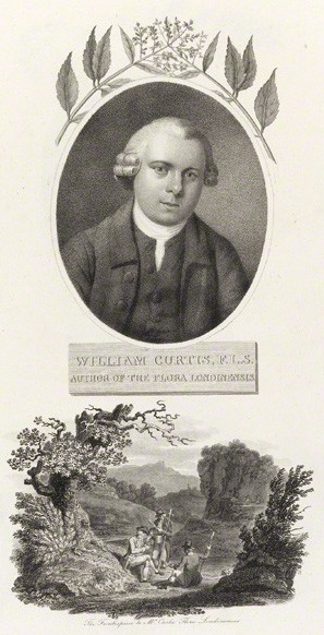 File:The Frontispiece to Mr Curtis.jpg