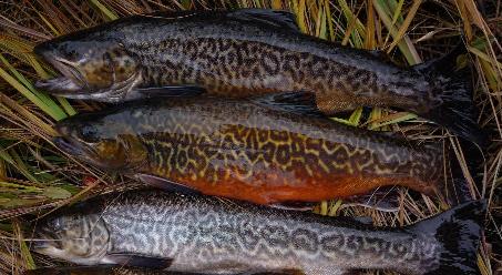 Making tiger trout  Wyoming Game & Fish Department