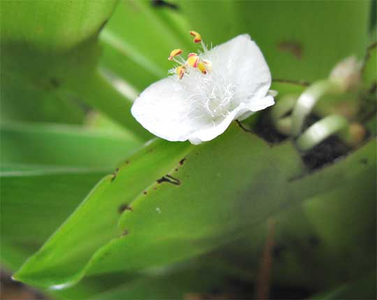 File:Tradescantia spathacea-Yucatan-flowers.jpg
