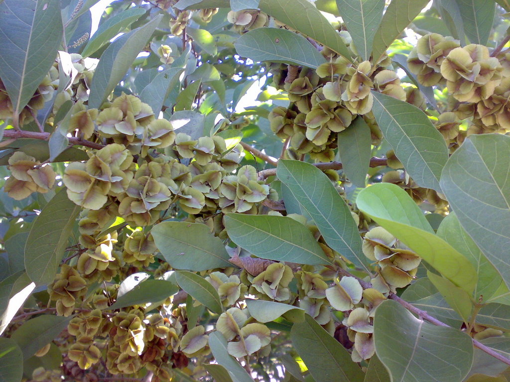 Kết quả hình ảnh cho Combretum quadragulare