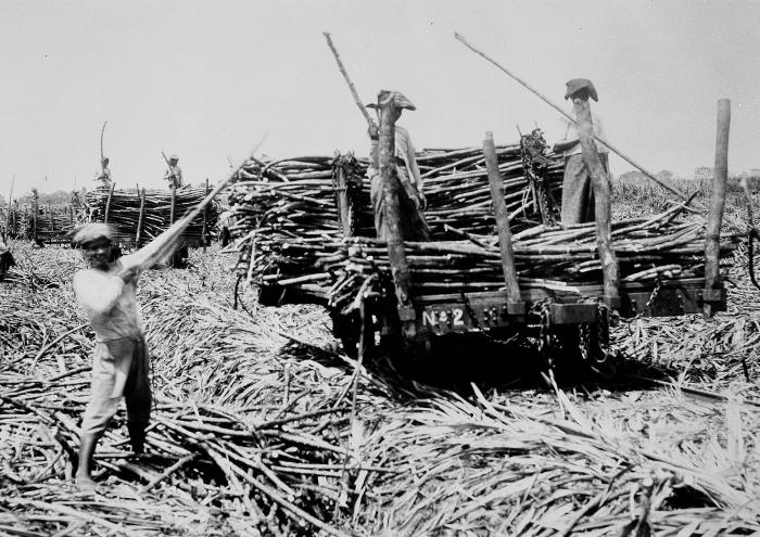 Tropenmuseum_Royal_Tropical_Institute_Objectnumber_60001032_Opladen_vansuikerriet_op_de_platagetr.jpg