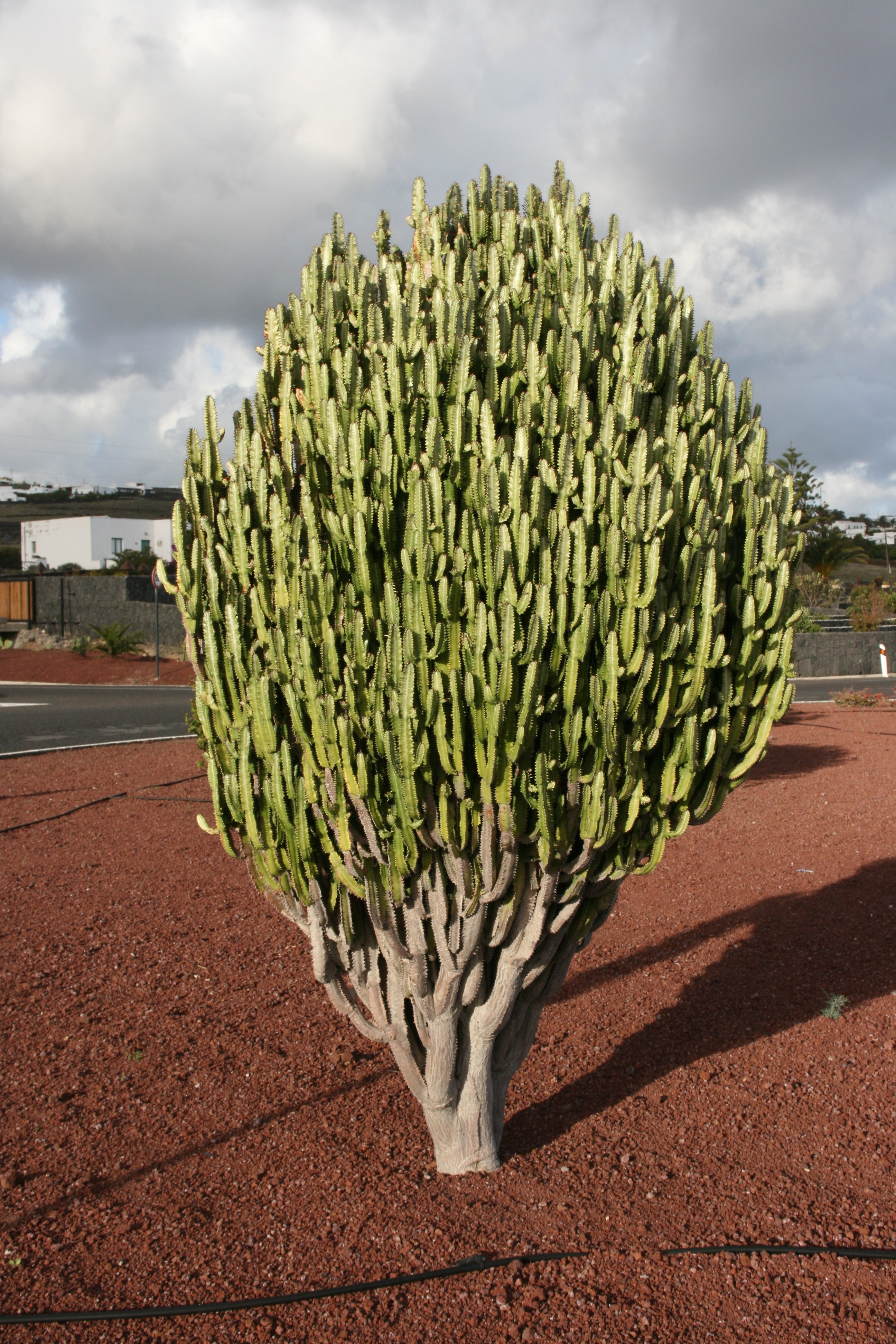  Euphorbia trigona  Wikiwand