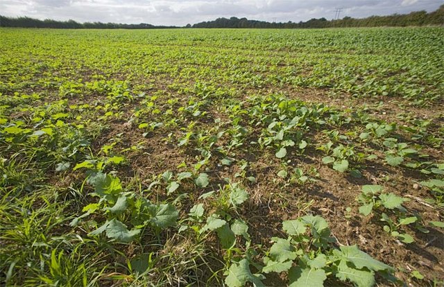 File:Winter brassica seedlings at Rothamsted - geograph.org.uk - 256094.jpg