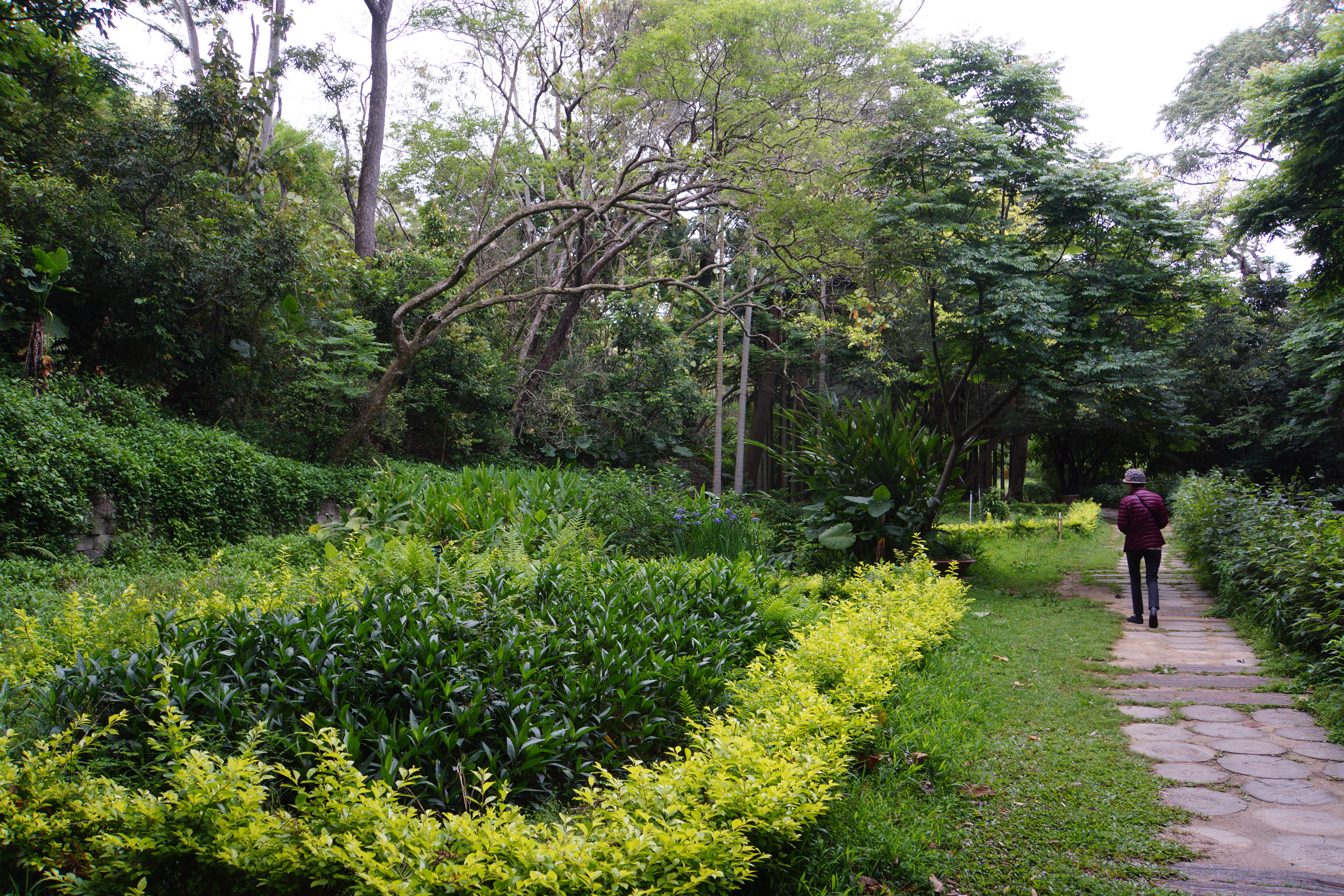 File 高峰植物園 Gaofeng Botanical Garden Panoramio Jpg